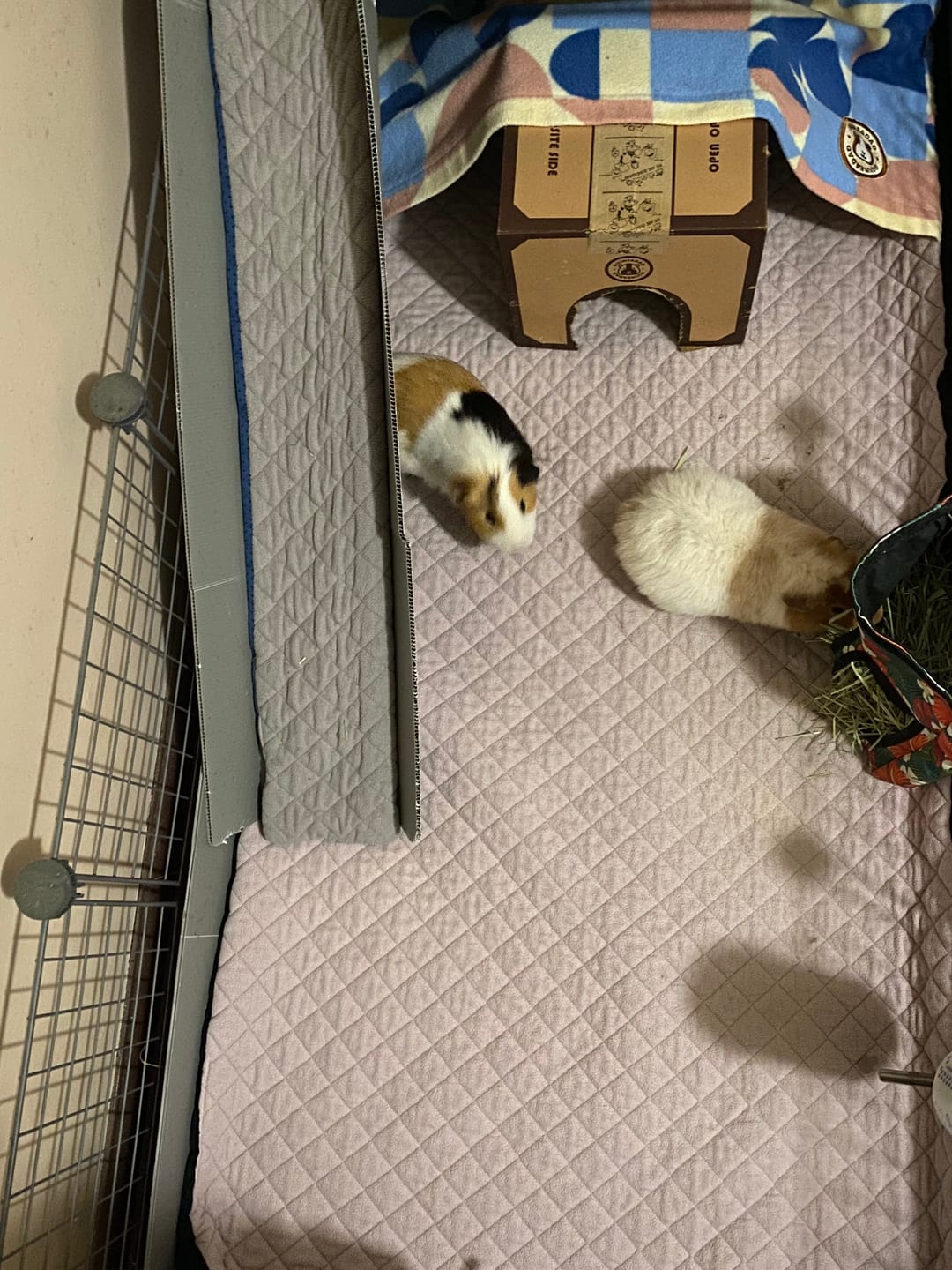 Customer photo review of Piggy Condo C&C Cage with Balcony & Ramp