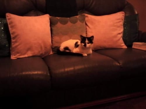 Customer photo review of Cat Duo Pack