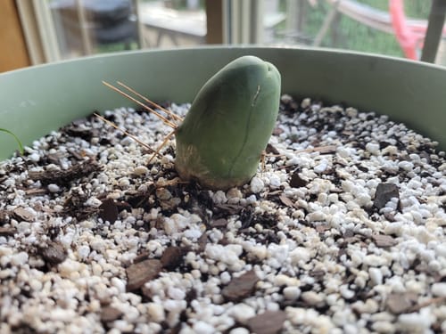 Customer photo review of Penis Cactus | Short Form | Trichocereus bridgesii monstrose