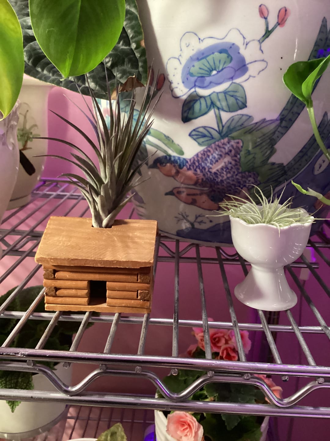 Customer photo review of Wholesale Ionantha Guatemala Medium  (Minimum Order 10)