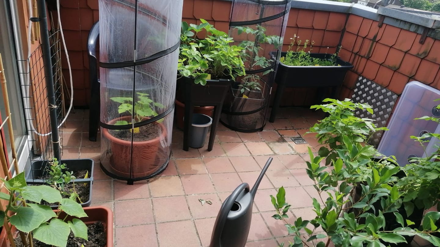 Customer photo review of Hesi Bio Bloom