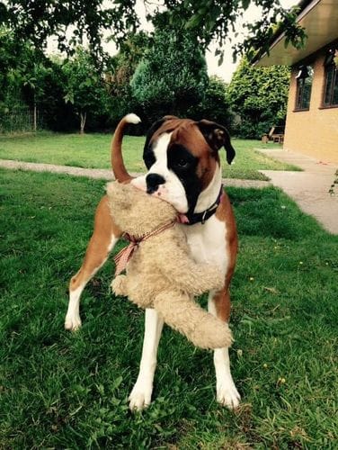 Customer photo review of Dog Gel