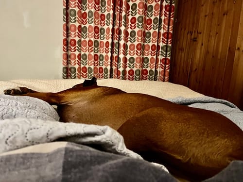 Customer photo review of Dog Gel
