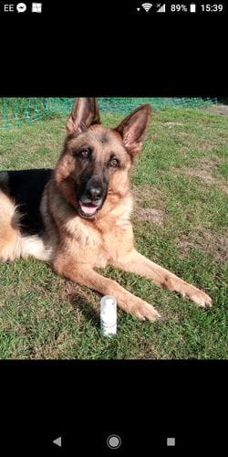 Customer photo review of Dog Gel