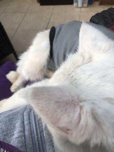 Customer photo review of Cat Spray