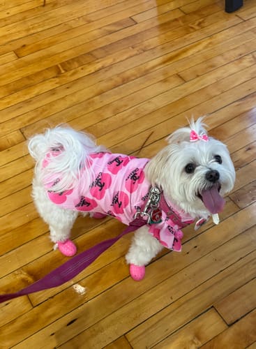 Customer photo review of WagWellies® Mojave