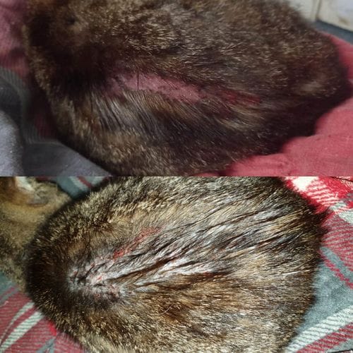 Customer photo review of Cat Gel
