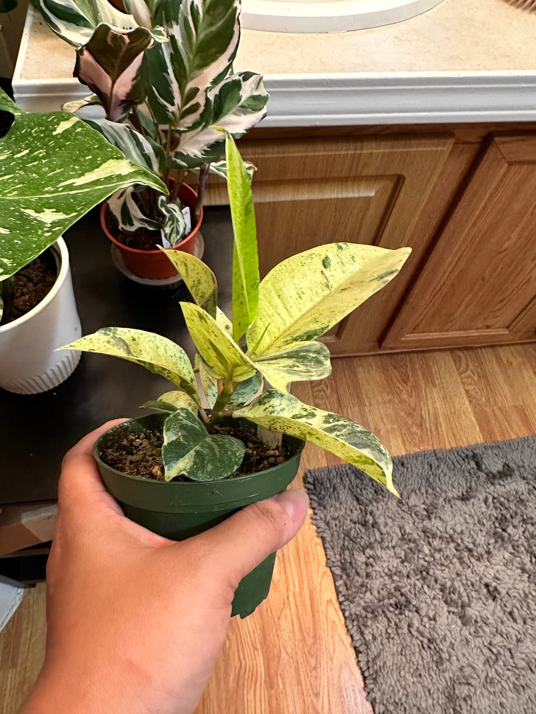 Customer photo review of Ficus elastica 'Shivereana'