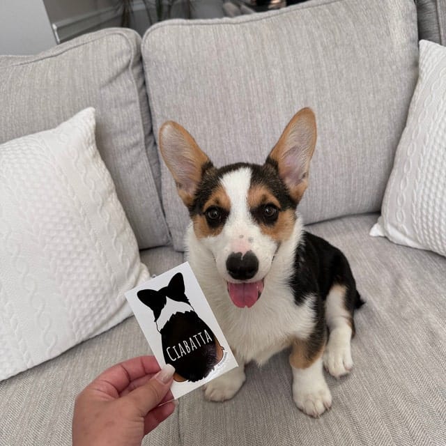 Customer photo review of Corgi Back Sticker