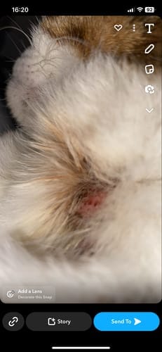 Customer photo review of Cat Spray