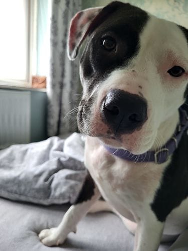 Customer photo review of Dog Gel