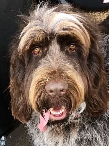 Customer photo review of Dog Spray