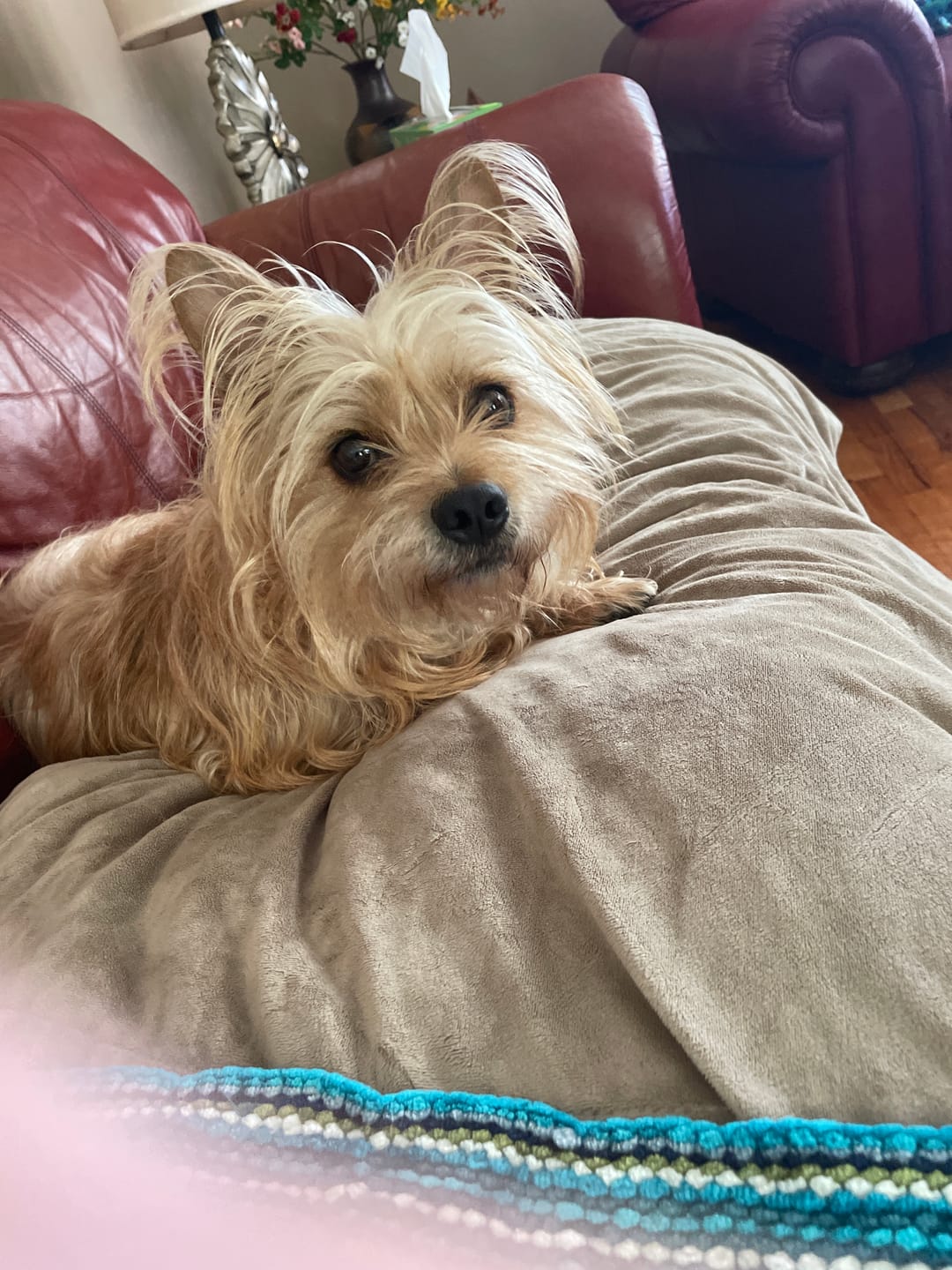 Customer photo review of GCP Flea & Tick Natural Defense for Dogs - 100 Soft Chews
