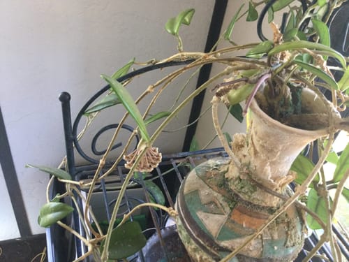 Customer photo review of Plant Food