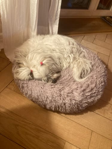 undefined review of Puppery Hundebett Wolke 7 - Das Original image 1 out of 1