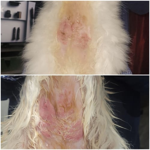 Customer photo review of Cat Gel