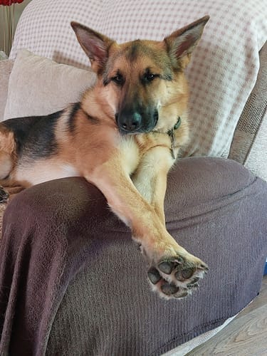 Customer photo review of Dog Gel