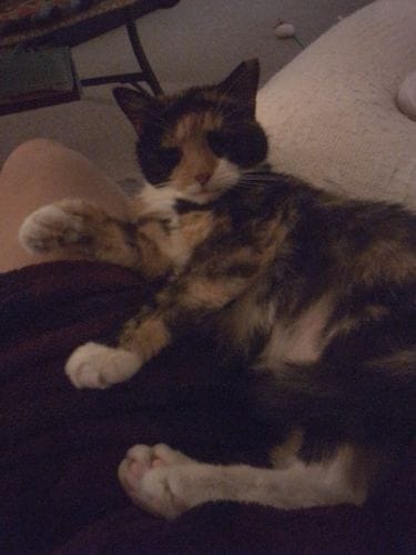 Customer photo review of Cat Gel