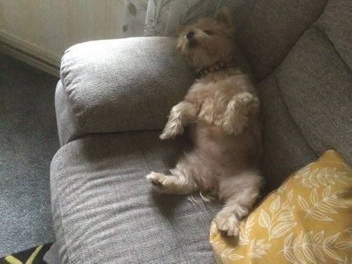 Customer photo review of Dog Gel