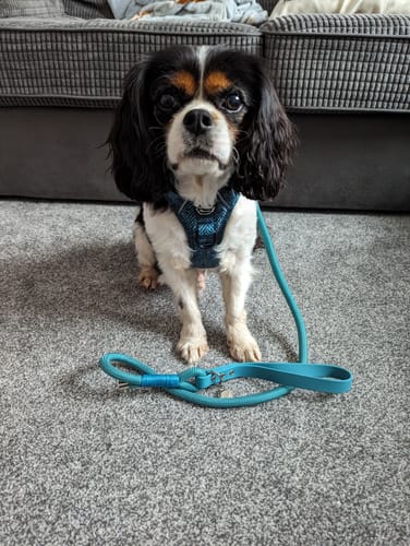 Customer photo review of Tough Trails™ Harness - Country Teal