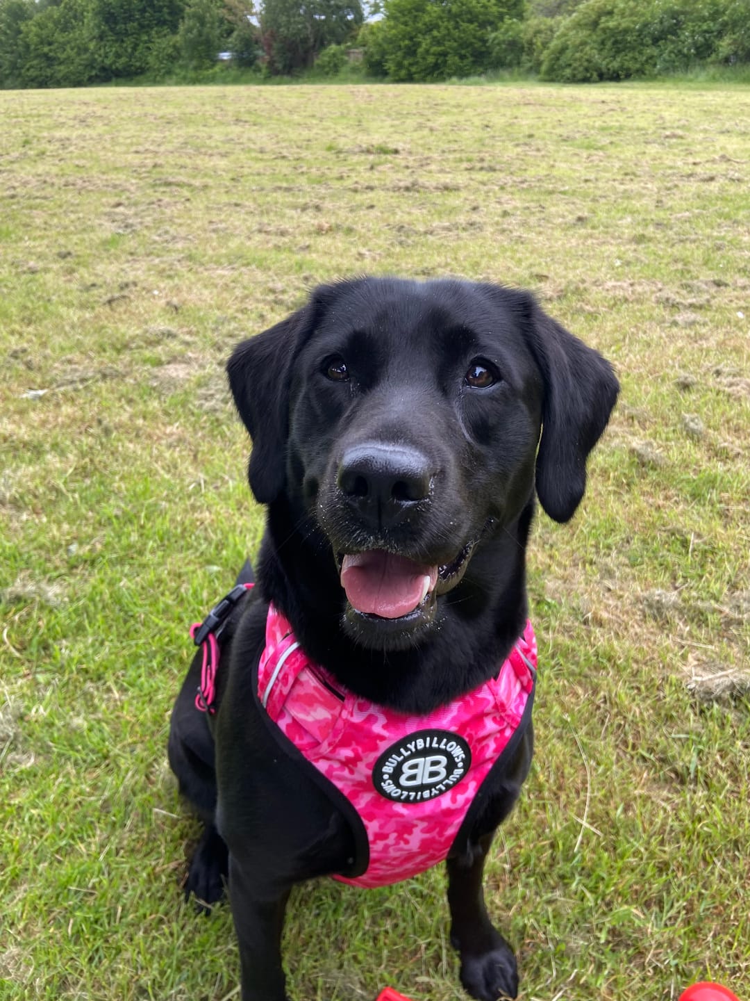 Customer photo review of Premium Comfort Harness | Non Restrictive & Adjustable - Bubblegum v2.0