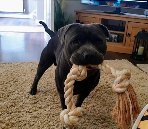 Customer photo review of FIDA Dog Rope Toys