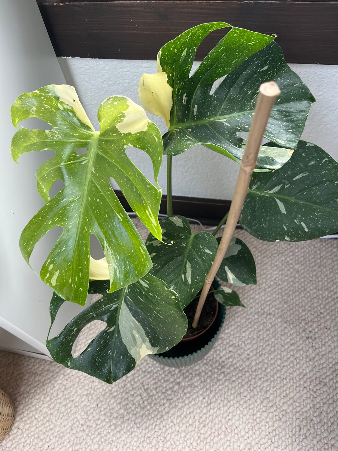 Customer photo review of Monstera Thai Constellation