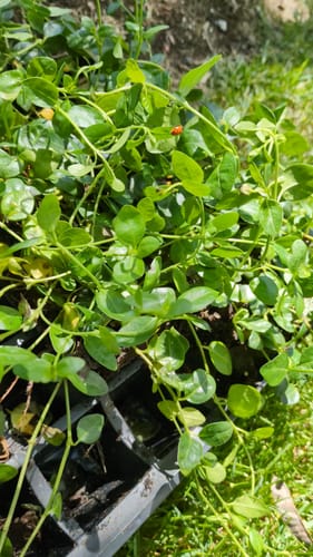 Customer photo review of Vinca Minor Bowles 50 count Flat
