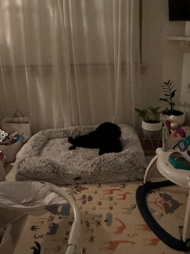 Customer photo review of PaWz Premium Pet Orthopaedic Bed