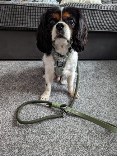 Customer photo review of Tough Trails™ Harness - Country Thyme