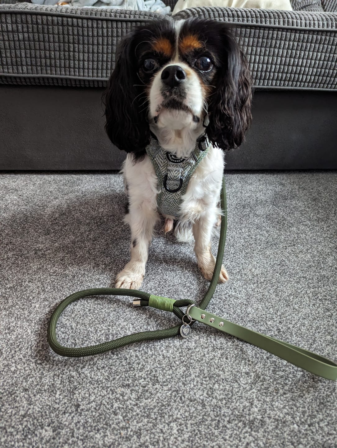Customer photo review of Tough Trails™ Harness - Country Thyme
