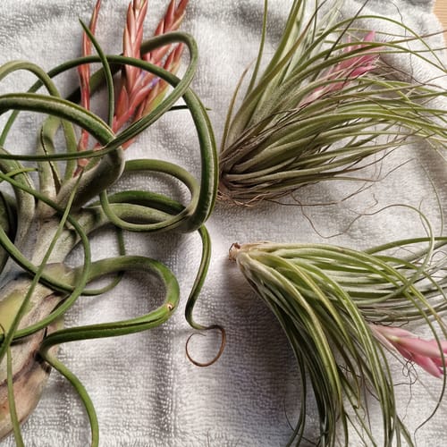 Customer photo review of Tillandsia caput medusae