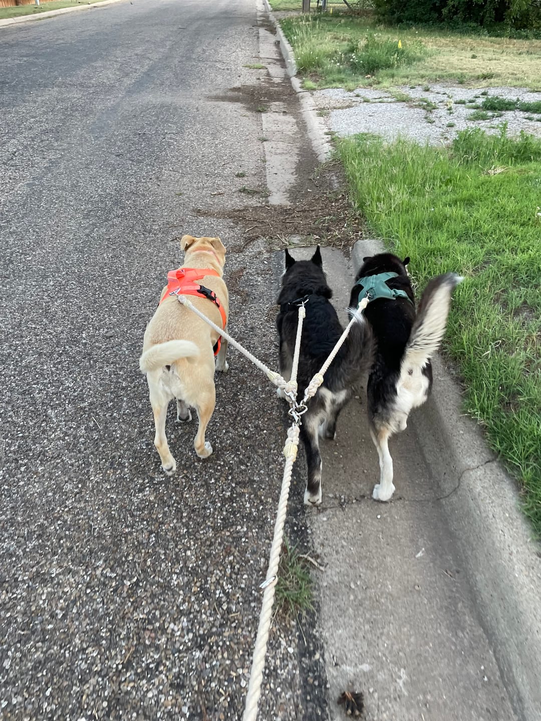Customer photo review of Cotton Rope Multi-Dog Leash Connector