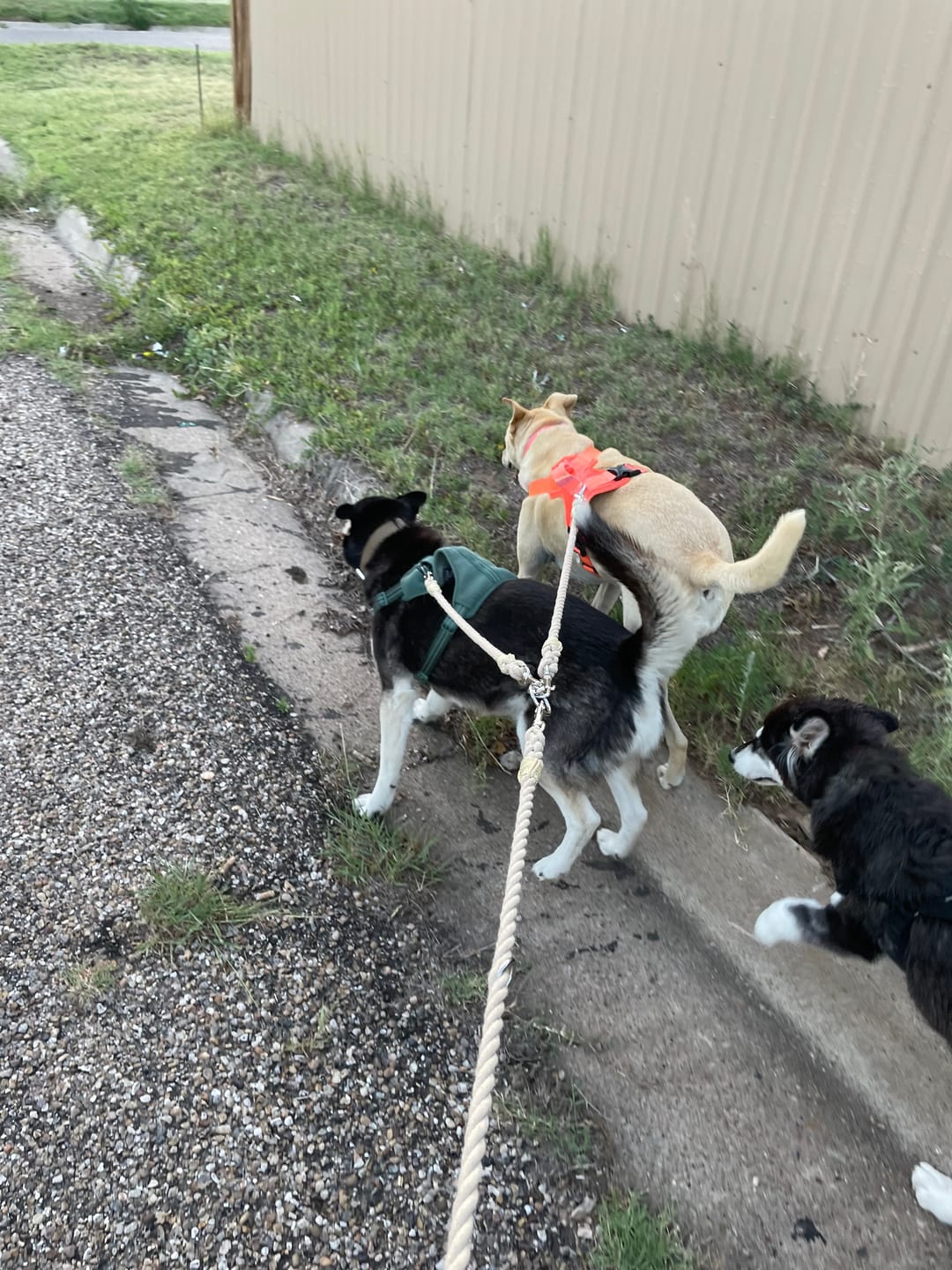 Customer photo review of 6-IN-1 Hands Free Cotton Rope Dog Leash