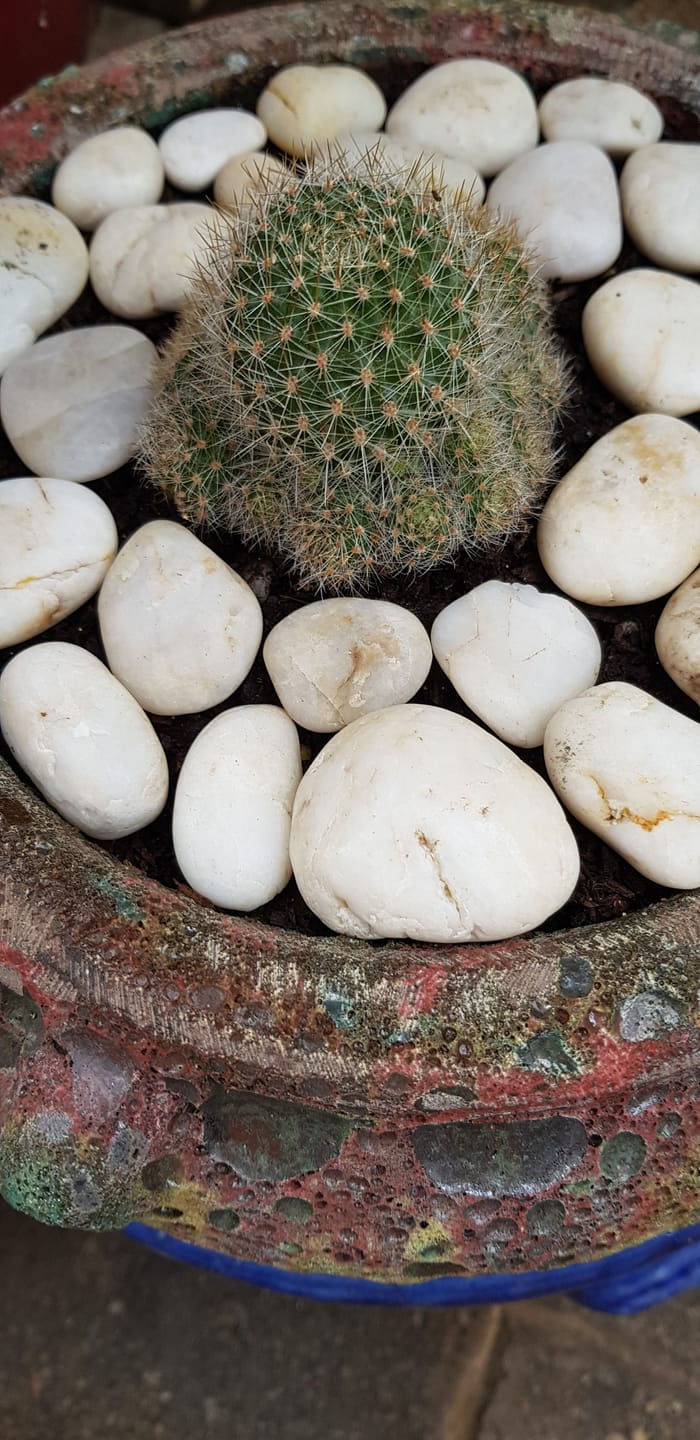 Customer photo review of Rebutia pulvinosa 'Crown Cactus' - Orange flowers