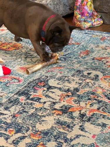 Customer photo review of Ostrich Cane (Medium) . Long-lasting, Natural Dog Gnaw Treat by Savannah Pet Food