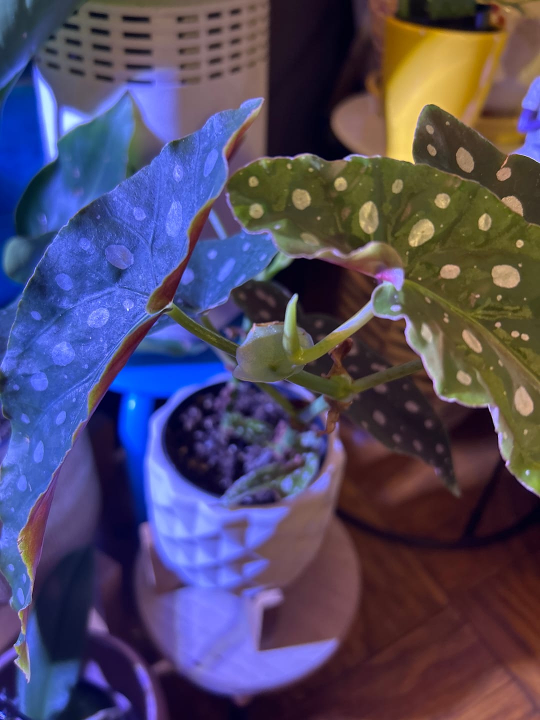 Customer photo review of Begonia maculata