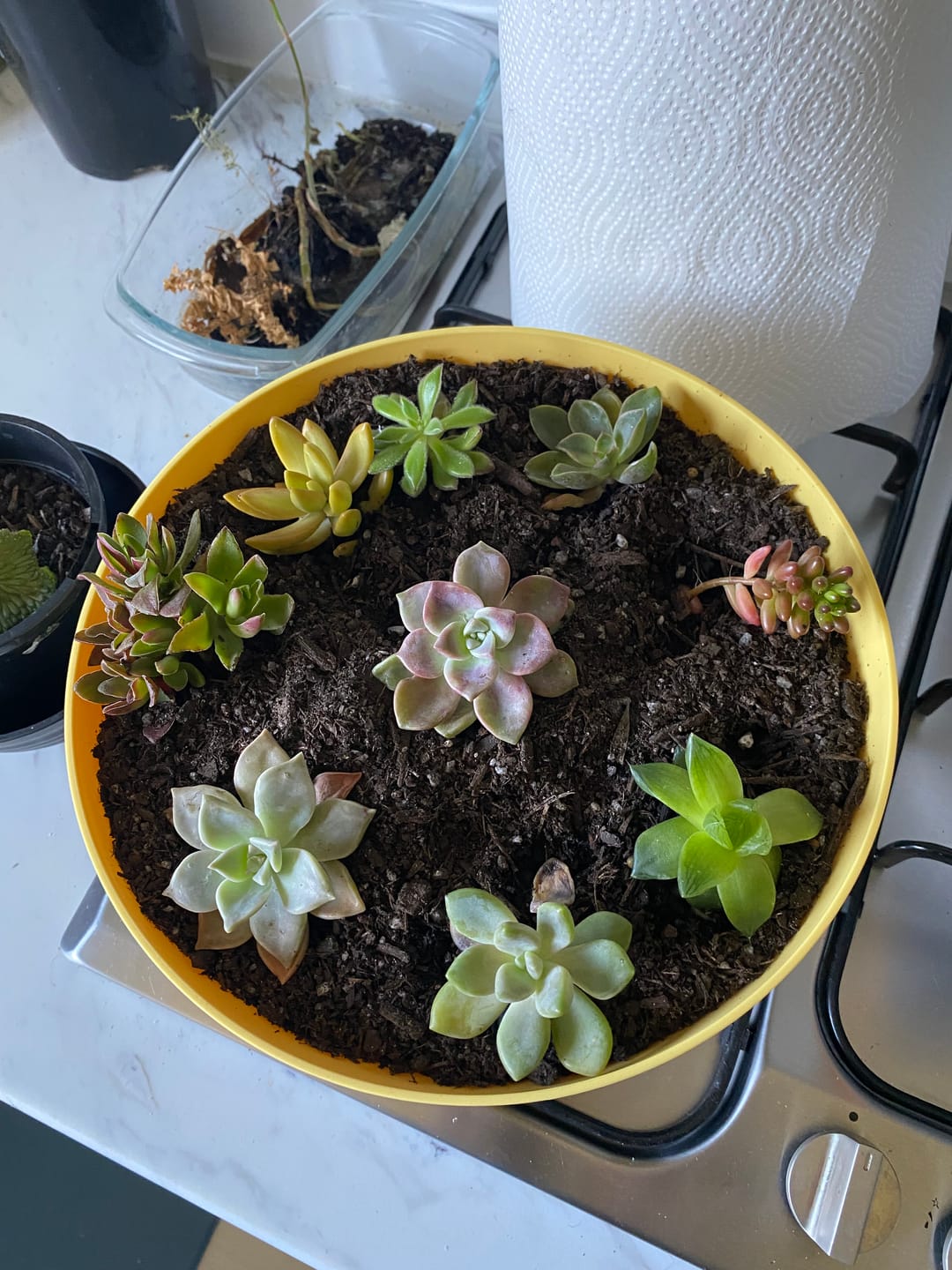 Customer photo review of Cotyledon pendens
