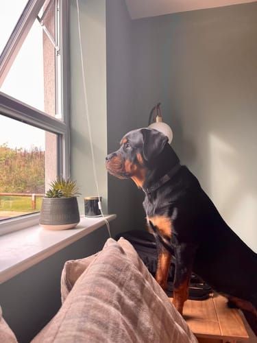 Customer photo review of FIDA Heavy Duty Dog Collar