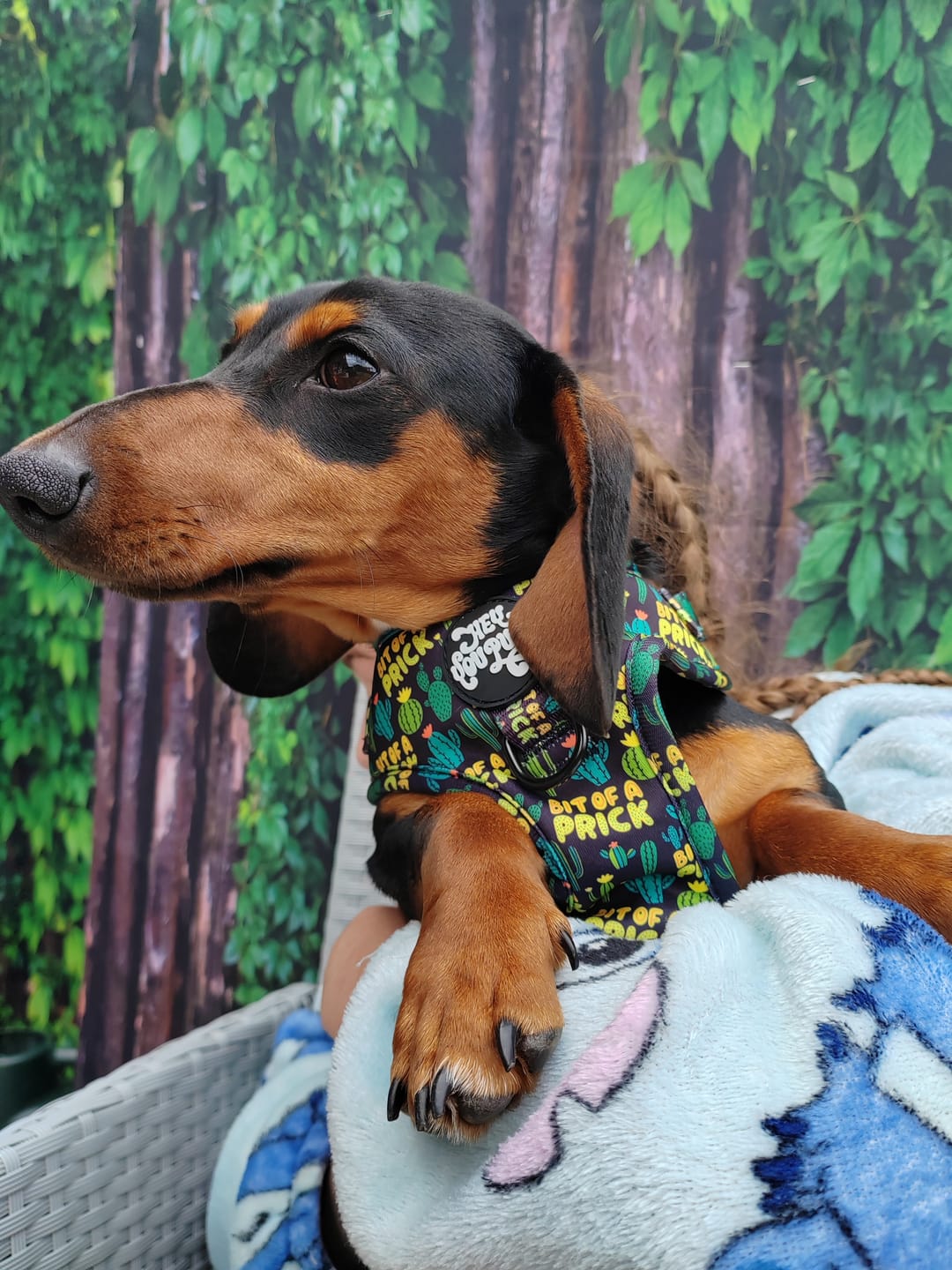Customer photo review of Bit of a prick harness