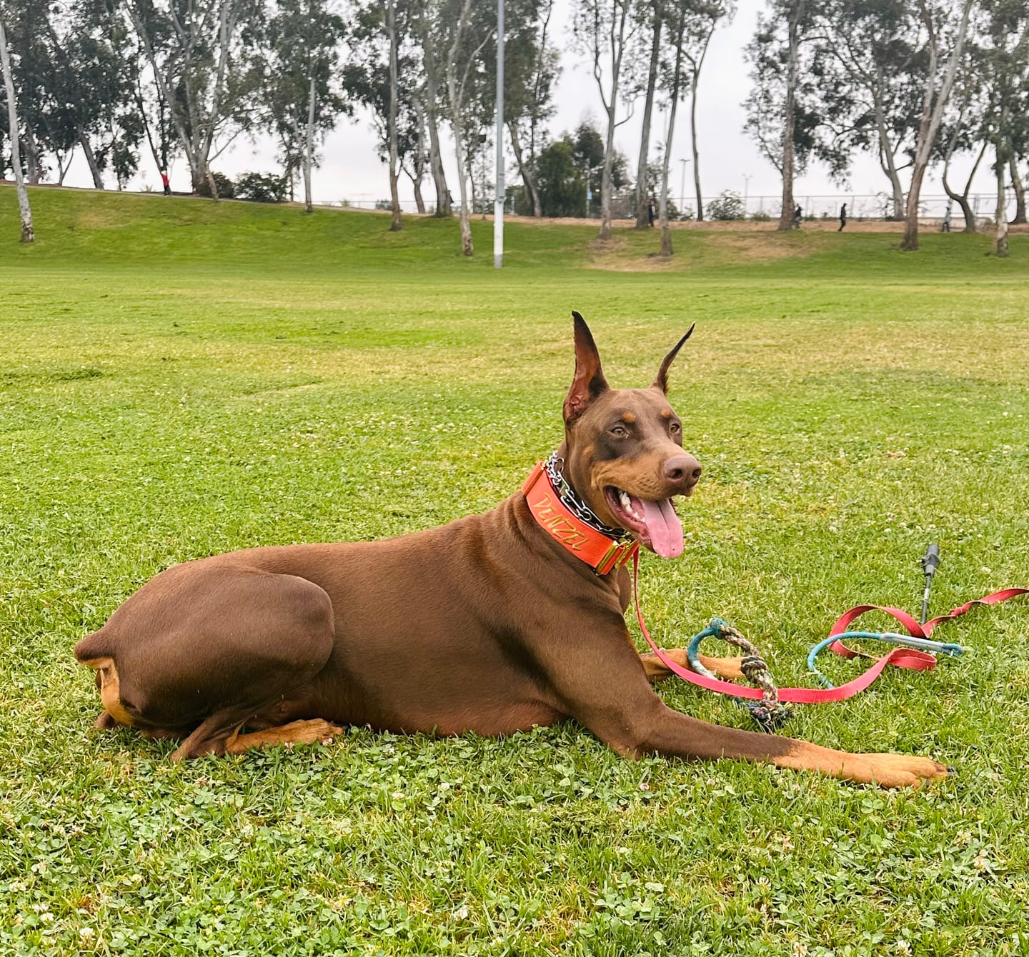 Customer photo review of 2" Tacti Luxe Dog Collar - Gold Cognac
