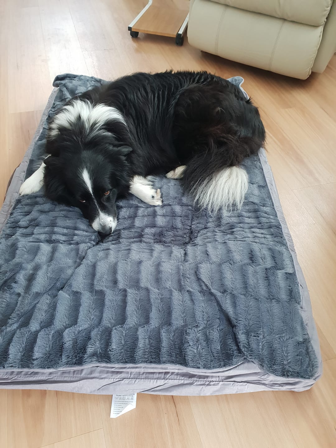 Customer photo review of Pawz Dog Memory Foam Mattress