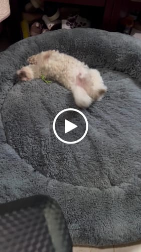 Customer video review of Cama Antiestrés Para Perros