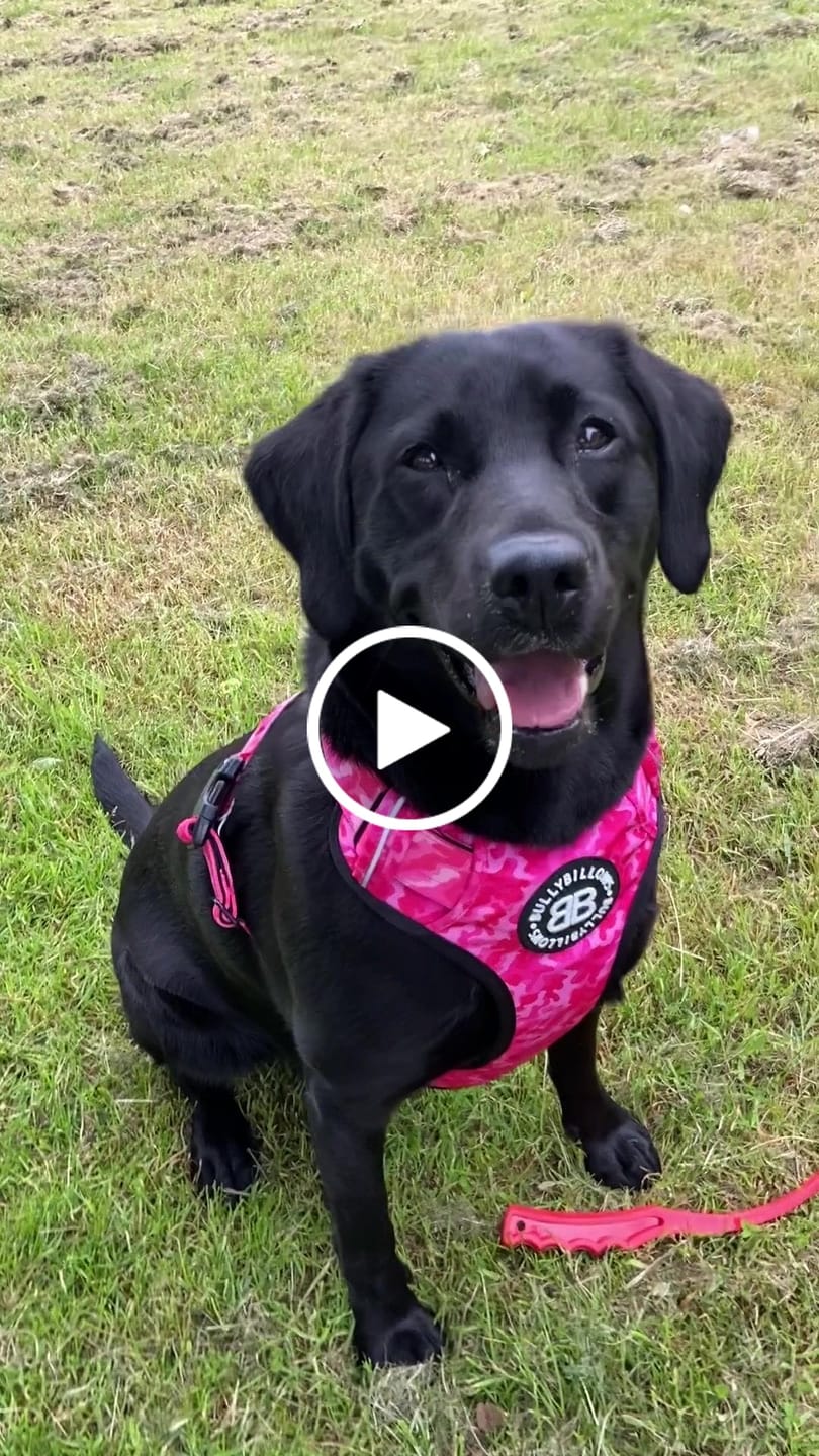 Customer video review of Premium Comfort Harness | Non Restrictive & Adjustable - Bubblegum v2.0