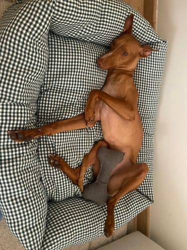 Customer photo review of Divanetto Vichy Verde Scuro