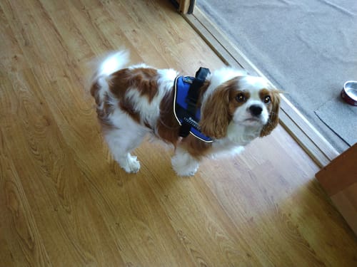 Customer photo review of No-Pull Paw Harness™