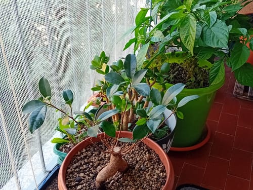 Customer photo review of BONSAI STARTER KIT CB®