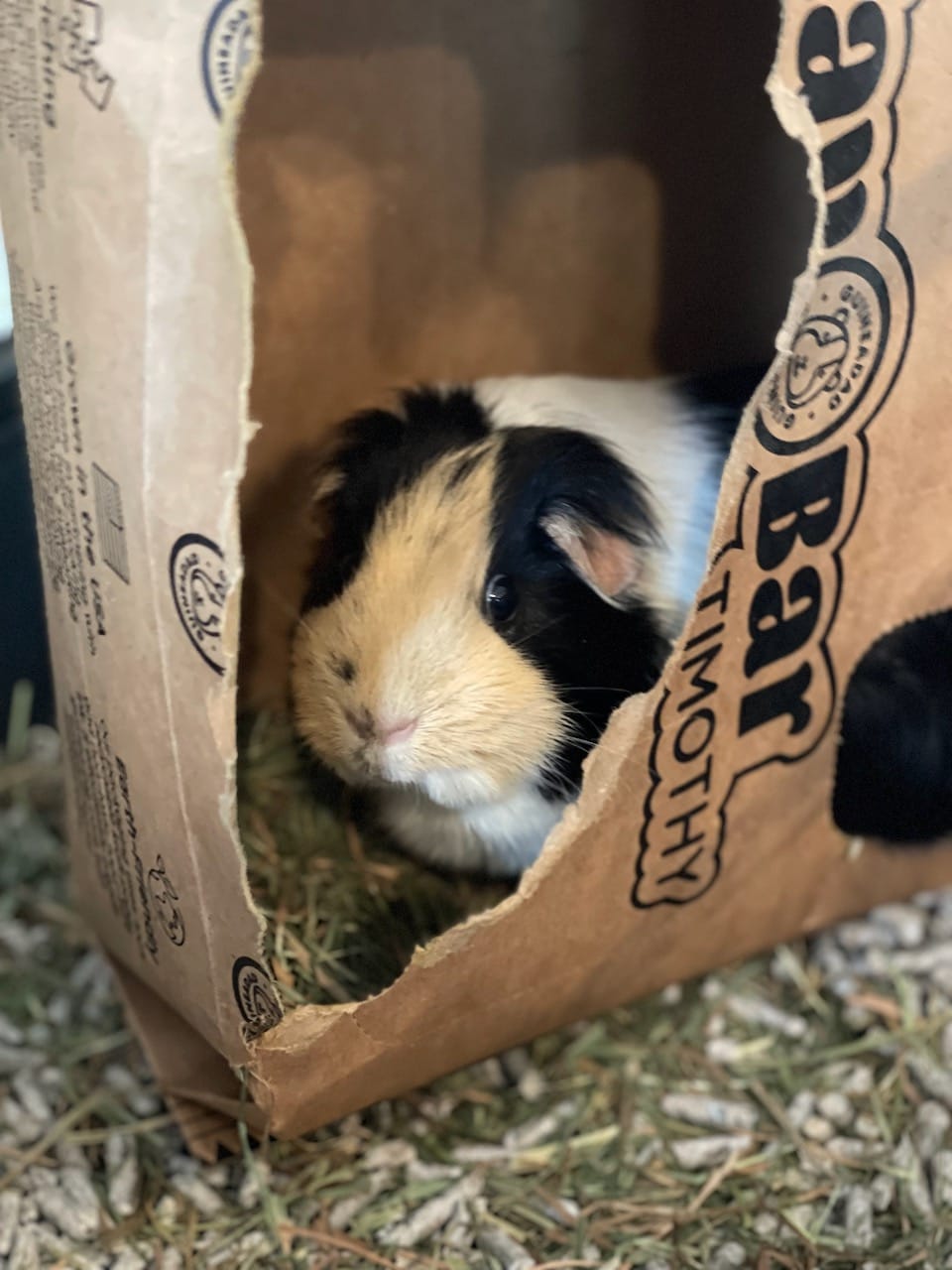 Customer photo review of Timothy Hay Bar for Guinea Pigs (5 Pack)