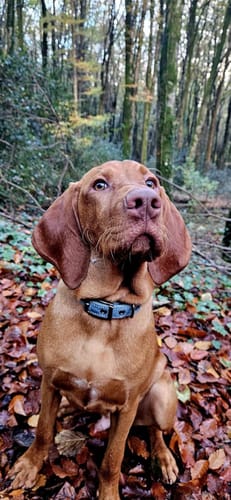 Customer photo review of FIDA Heavy Duty Dog Collar