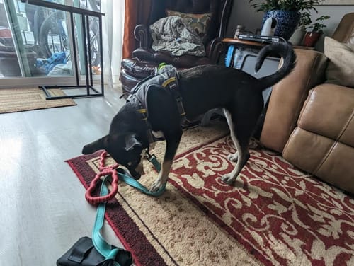 Customer photo review of FIDA No Pull Harness